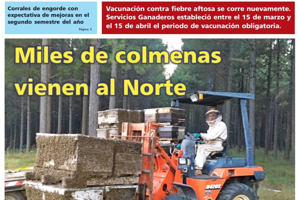 El Palenque Rural: colmenas vienen al Norte