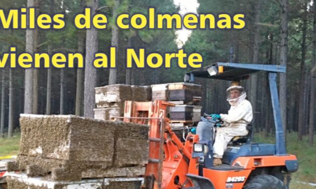 El Palenque Rural: colmenas vienen al Norte