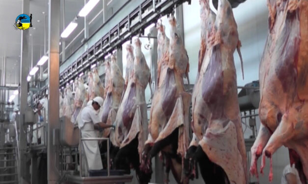 La Tonelada de Carne Bovina a U$S 4.299