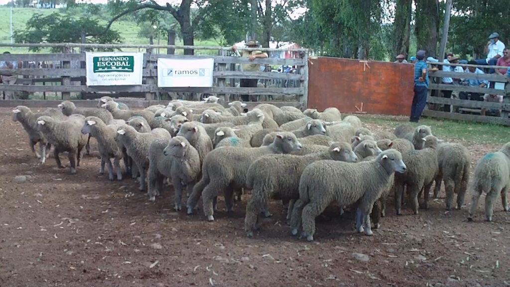 imagenes de lanares en la pista de local luján