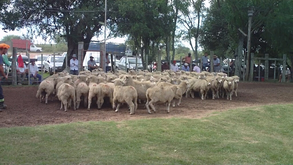 imagen de ovejas en la pista del remate paso casildo ventas totales