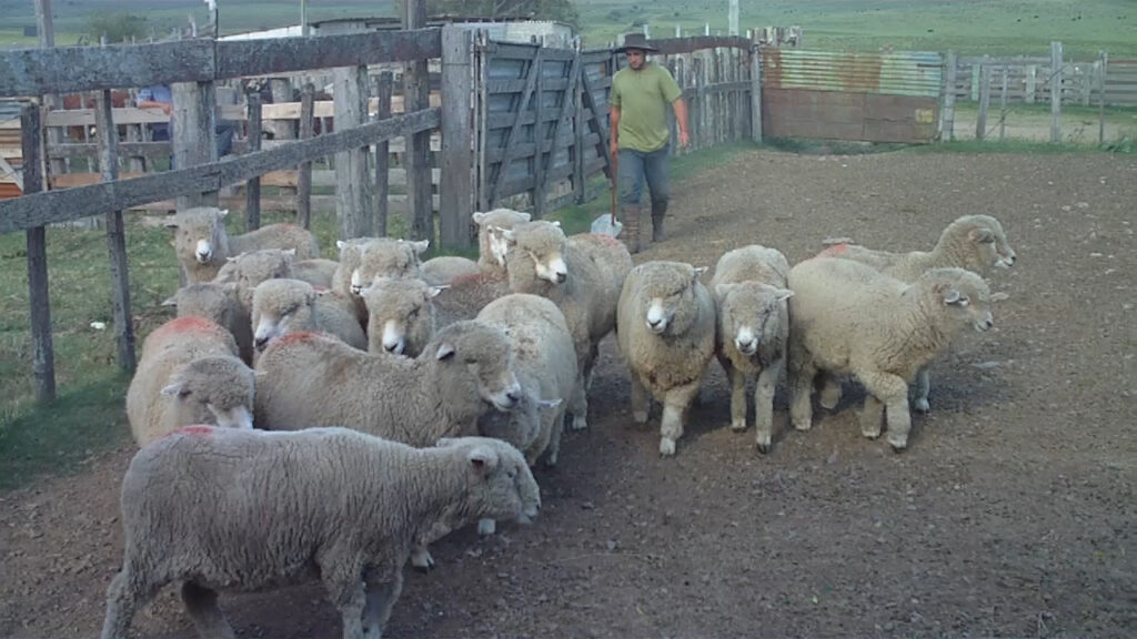 imagen de lanares en la pista de la sebiana