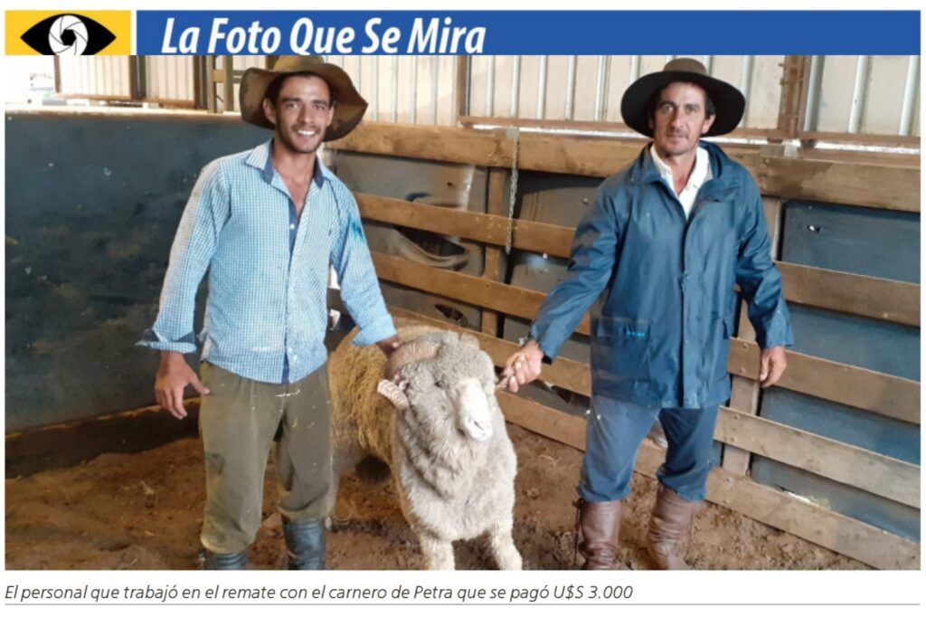imagen de la foto que se mira, dos hombres agarrando un carnero