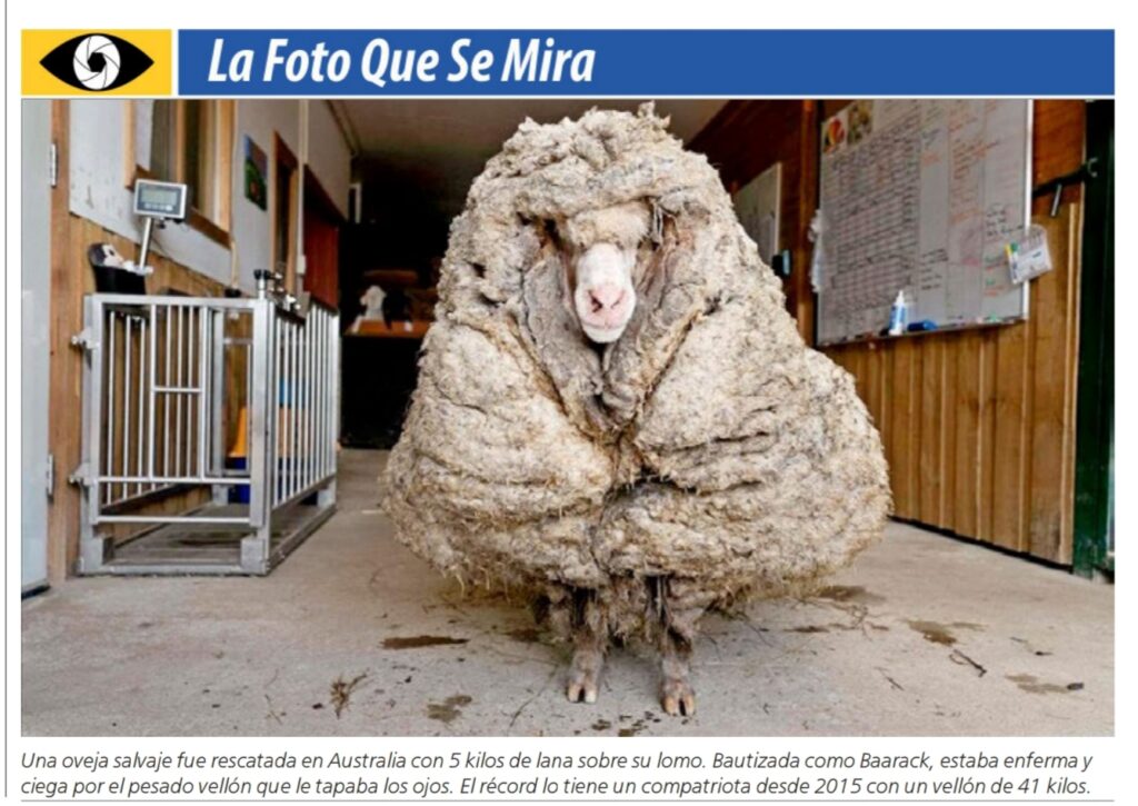 imagen de la foto que se mira la oveja baarack con un vellón de 41 kilos