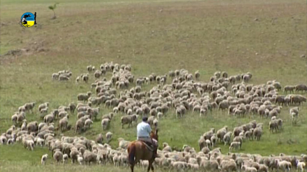 imagen de lanares en el campo