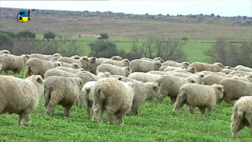 IMAGEN DE CORDEROS EN EL CAMPO