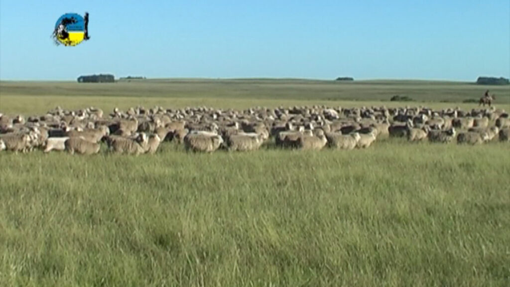 IMAGEN DE LANARES EN EL CAMPO