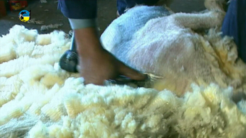 imagen de hombre esquilando oveja mercado australiano: el ime cerró en usd 10