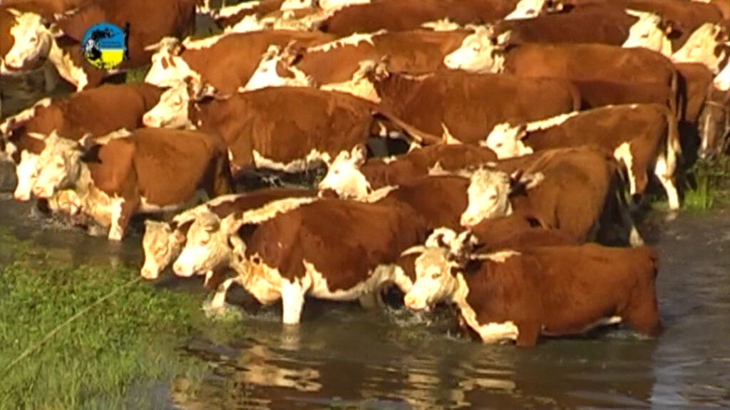 IMAGEN DE VACAS EN EL AGUA EN EL CAMPO