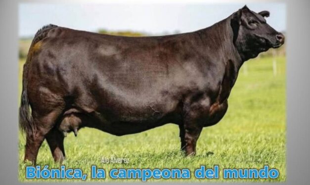 El Palenque Rural: Biónica