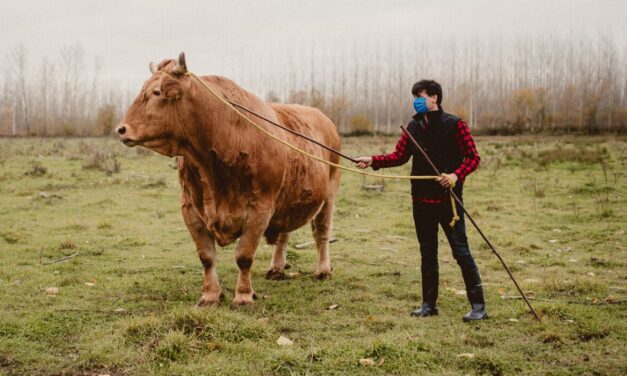 Goliat el buey más grande de España