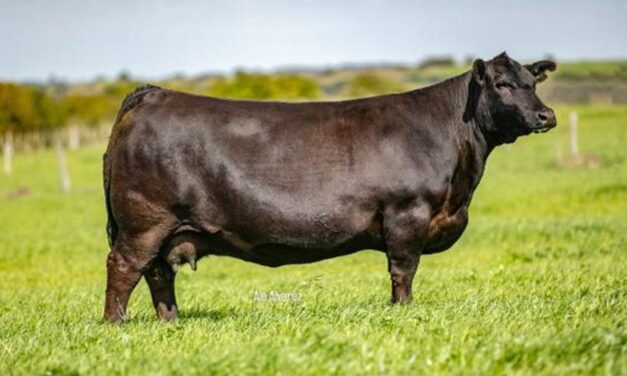 San José del Yaguarí, la vaca ideal y perfecta
