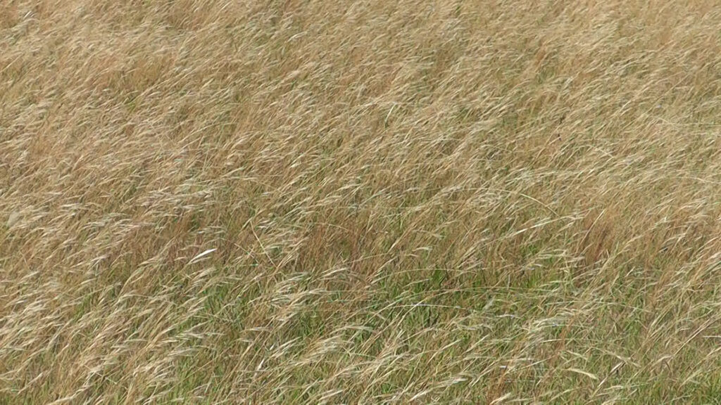 imagen de campo con pasto