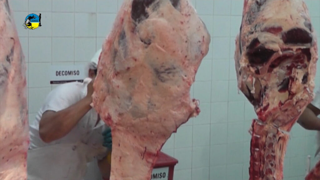 imagen de obreros de la industria frigorífica trabajando con carne la faena bovina fue 10% superior