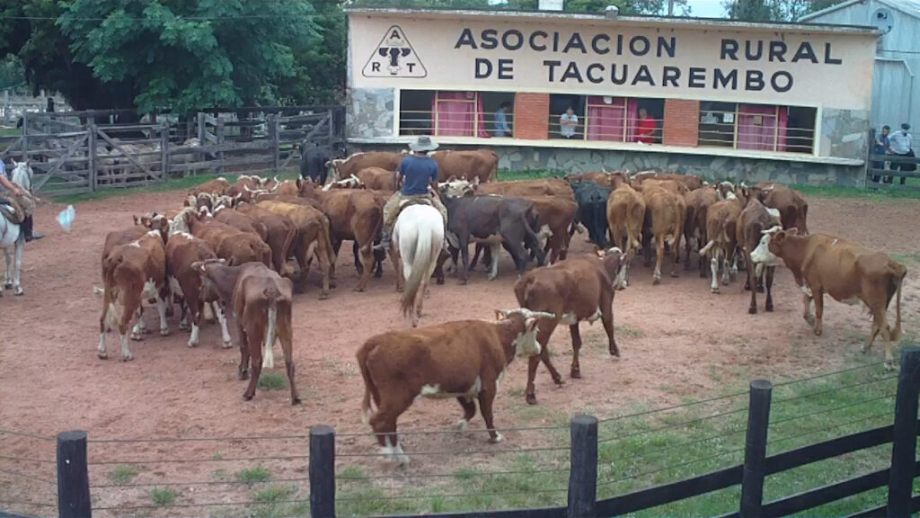 imagen de ganados en la pista de la rural de tacuarembó buen remate realizó porto