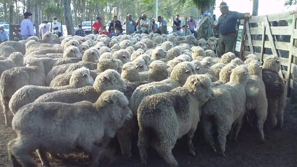 imagen de lanares en la pista de local batoví