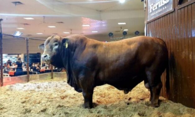 Toro Brangus en Paraguay a U$S 54.600