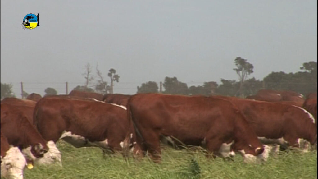 imagen de ganado comiendo en el campo novillo: argentina sigue sin operaciones 