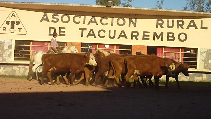 imagen de ganados en la pista de la rural de tacuarembó juan josé porto: un rematazo