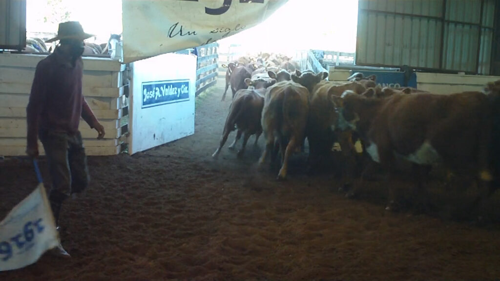 imagen de vacas saliendo de la pista de don tito en el remate liquidación gerona