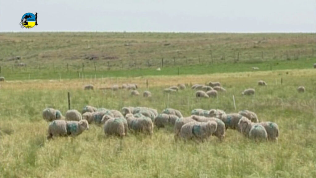 IMAGEN DE CORDEROS EN EL CAMPO
