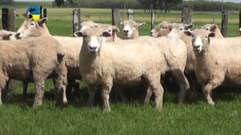 imagen de lanares en el corral