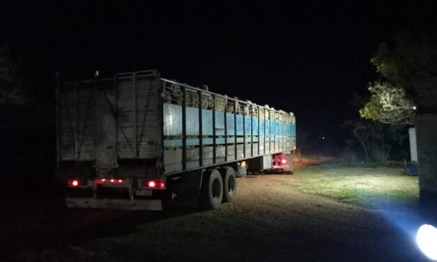 Productores de Bella Unión reciben 235 ovejas