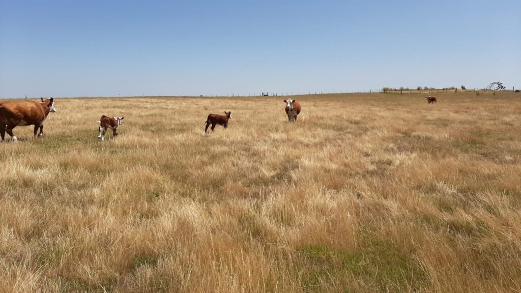 imagen de vacas con terneros en el campo precio de la tierra
