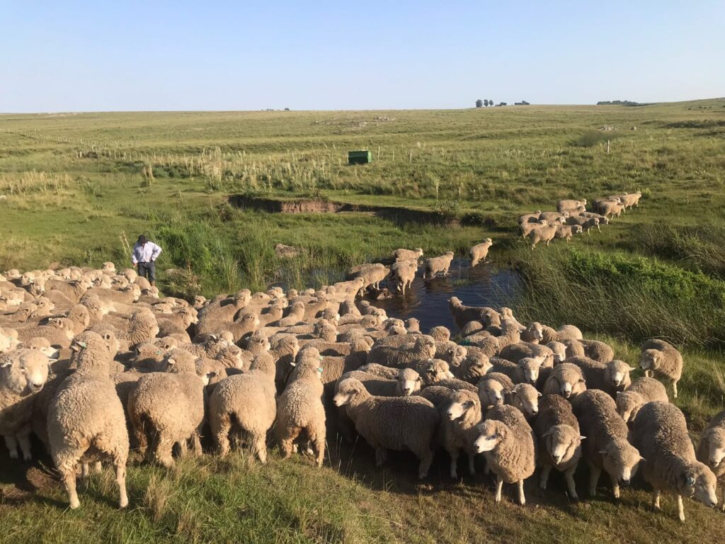 imagen de ovejas en el campo cruzando un cañada 