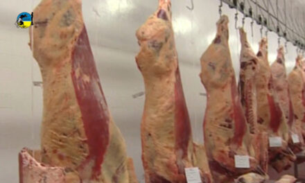 Carne Bovina se ubicó en U$S 4.468 la tonelada