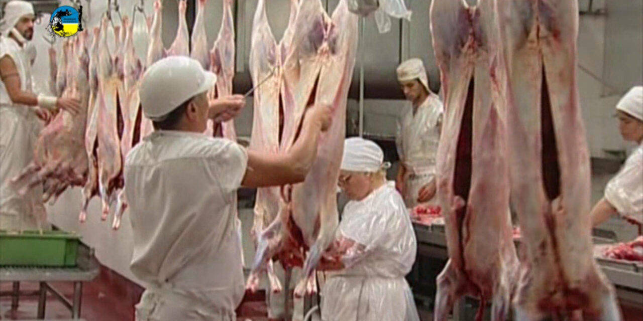 Producción de carne ovina de la UE aumenta