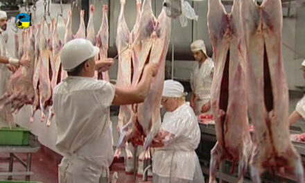 Producción de carne ovina de la UE aumenta