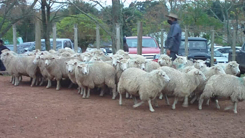 imagen de lanares en la pista en el remate en ansina: demanda por vacas