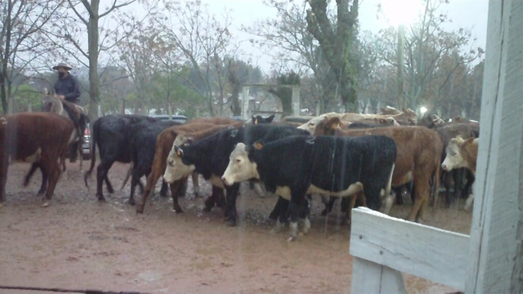 imagen de vacas en el remate de ansina: demanda por vacas