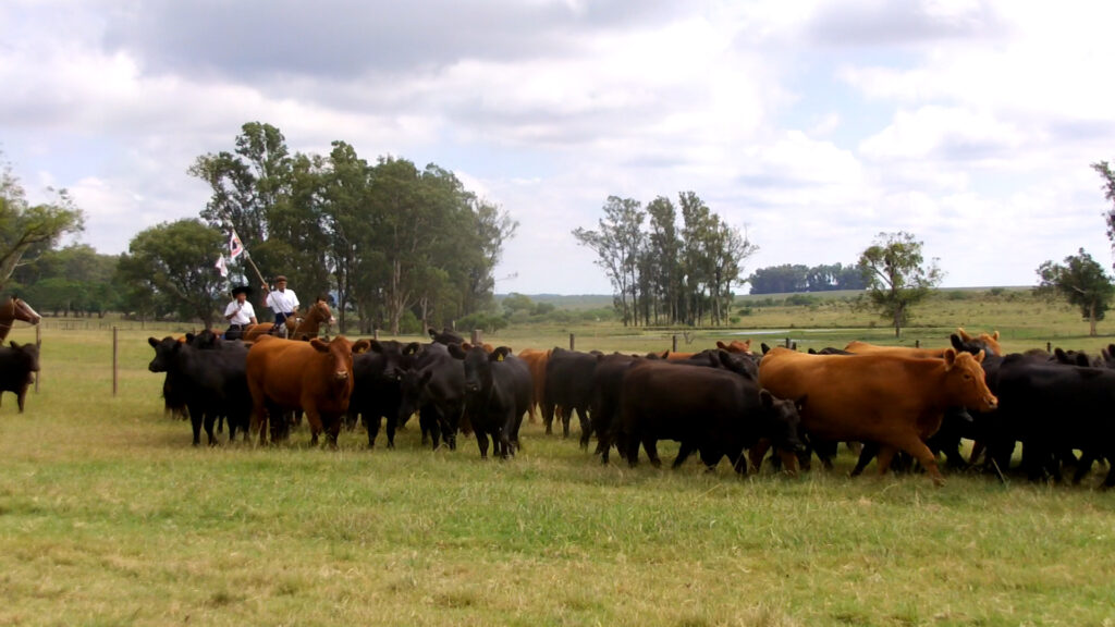 imagen de ganado aberdeen angus en el campo novillo: argentina al margen