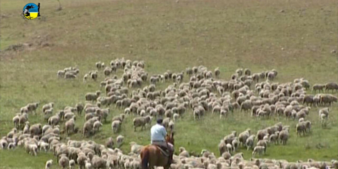 Uruguay y Brasil acuerdan pasaje de lanares