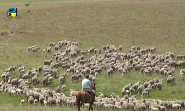 Uruguay y Brasil acuerdan pasaje de lanares