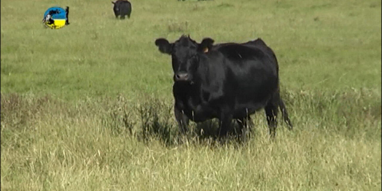 Negocios de Campos y Haciendas