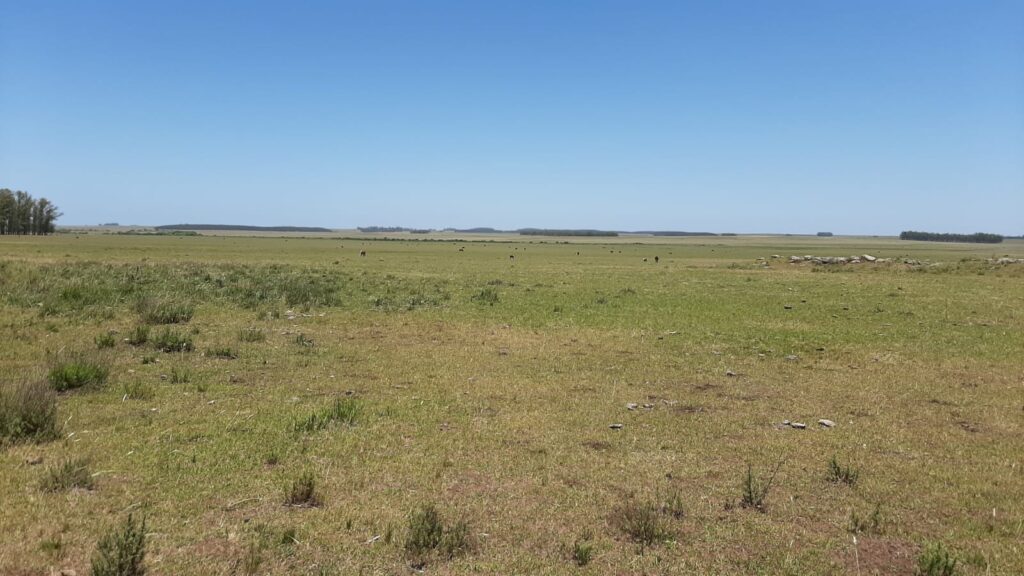 imagen de campos