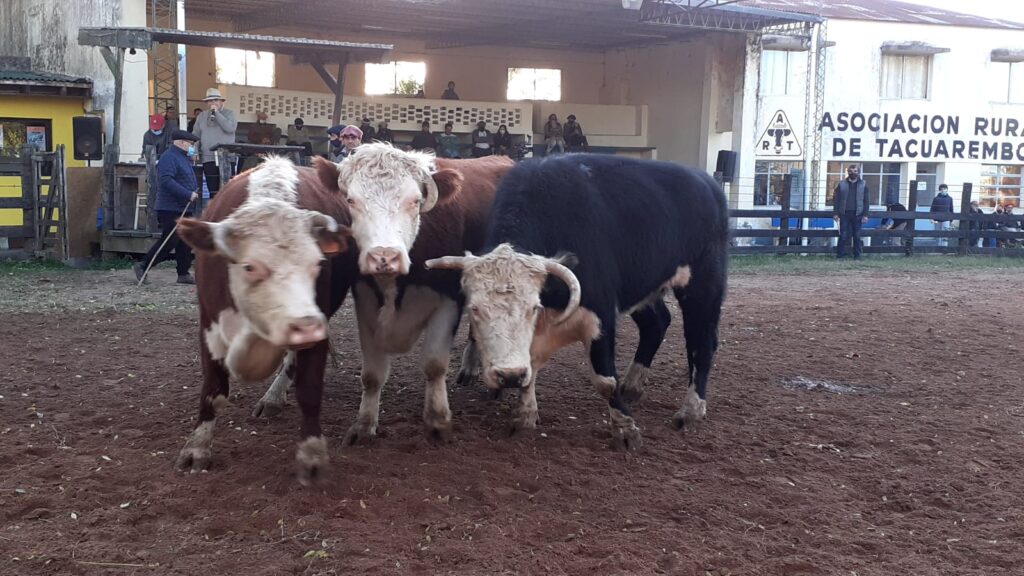 imagen de novillos gordos en pista de la rural de tacuarembó que porto vendió a U$S 1.015