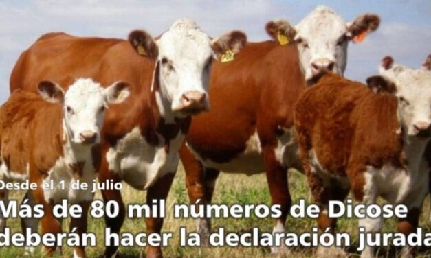 Palenque: más de 80.000 números de Dicose