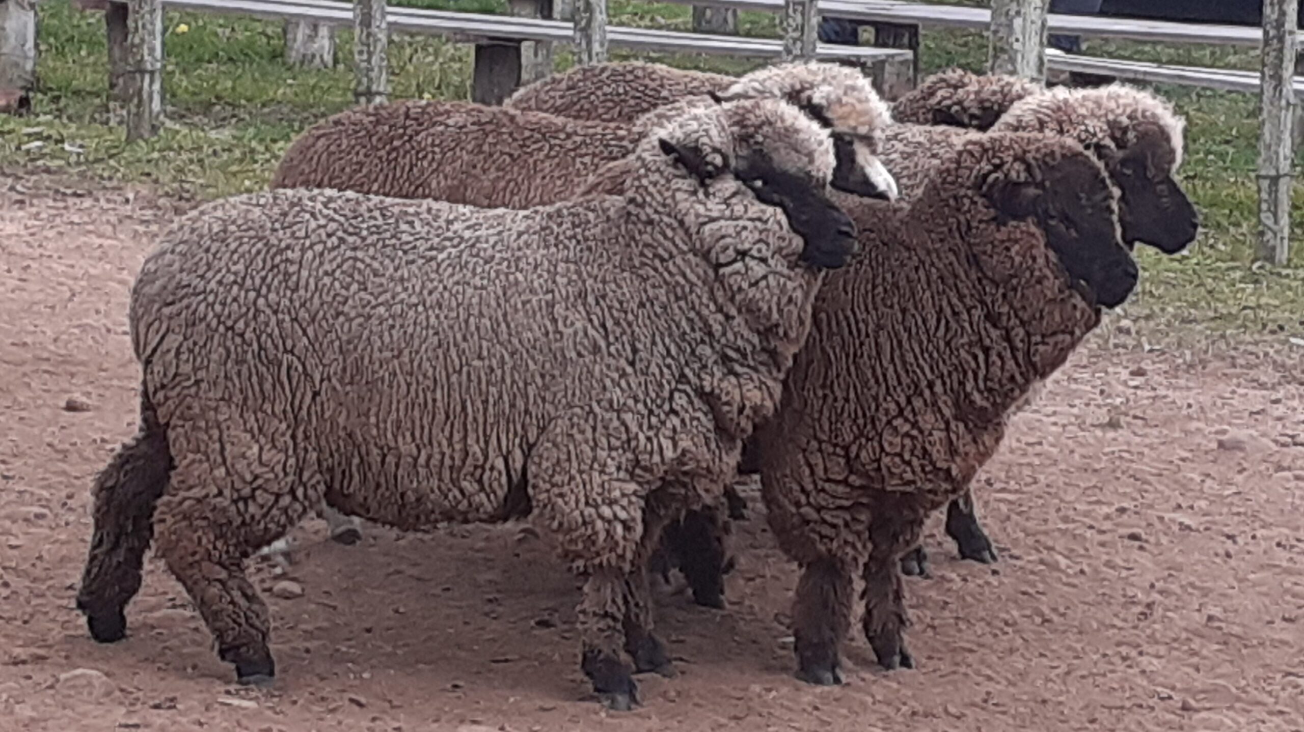 imagen de ovejas negras en zapará 30 años 
