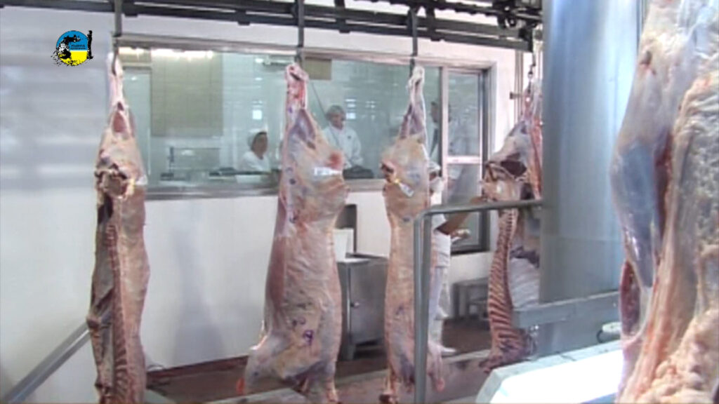 imagen de media res en frigorífico la tonelada de carne bovina