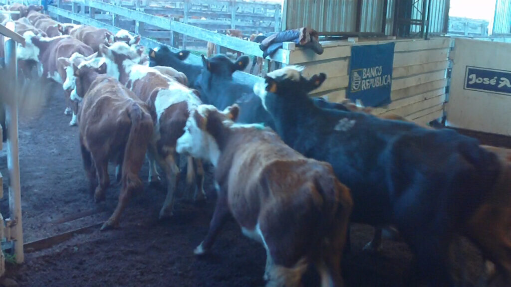 imagen de vacas saliendo de la pista de don tito: todo se vendió muy bien 
