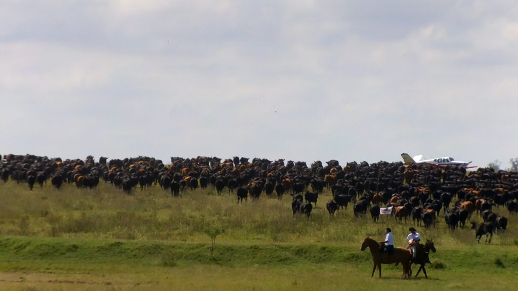 imagen de tropa de ganado en el campo