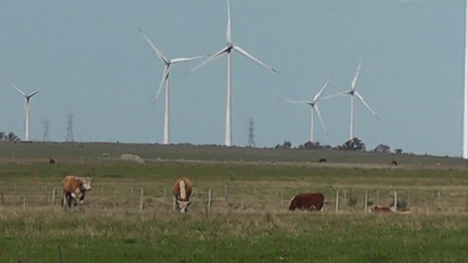 imagen de ganado en el campo con molinos eólicos 