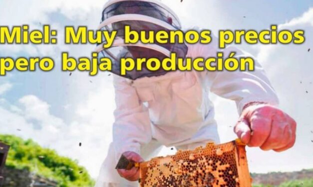 Palenque Rural: Miel muy buenos precios