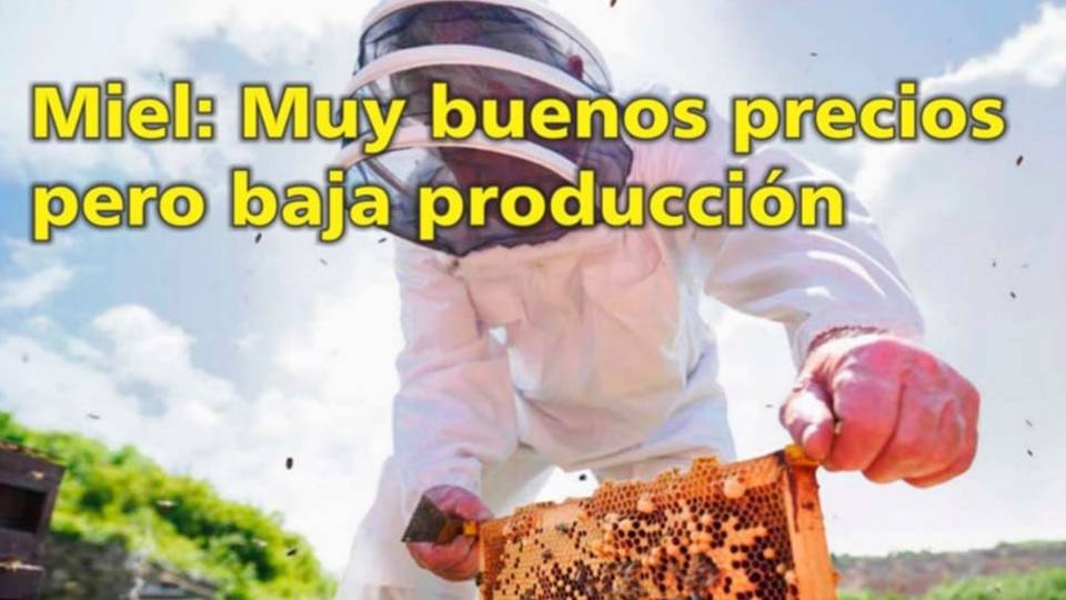 Palenque Rural: Miel muy buenos precios