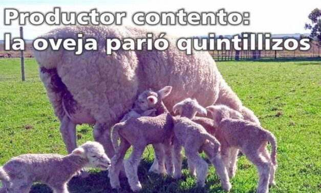 Palenque Rural: Oveja parió Quintillizos