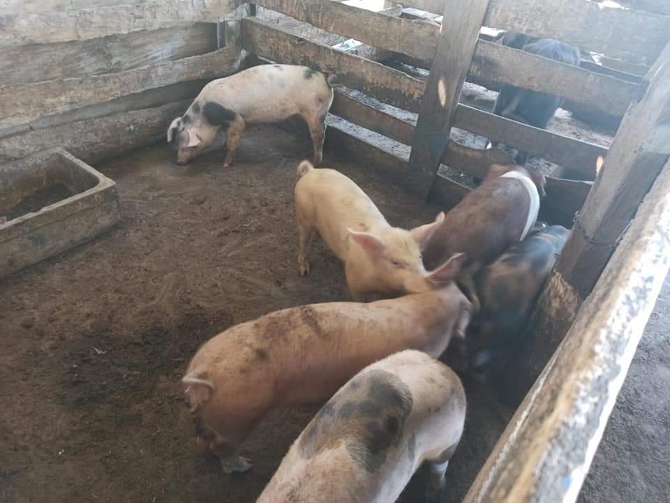 imagen de cerdos en el corral buena oferta en la pedrera